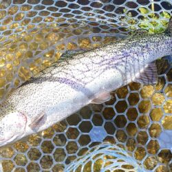 サクラマスを釣りに行ったんだが ～平谷湖フィッシングスポット～
